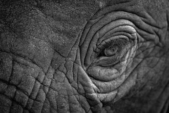 Close-up of an elephant's eye, gently and inquisitively looking at the camera.