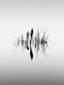 Fotokunst von Holger Nimtz: Symmetrie der Natur am Sidowsee in Mecklenburg Vorpommern