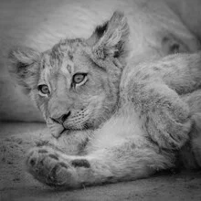 Portrait of a baby lioness in soft colors, highlighting the play of light and shadow with a calm mood.