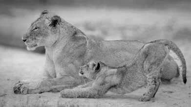 Portrait of a lioness with her cub in the African landscape