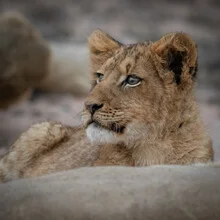 Portrait of a lion cub in soft colors, curiously looking at the camera.