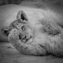 Portrait of a lion cub with gentle, curious eyes and a calm expression.