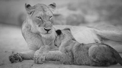 Portrait of a lioness with her cub in a calm African landscape.