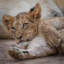 Portrait of a lion cub in soft colors, exuding calmness and curiosity.