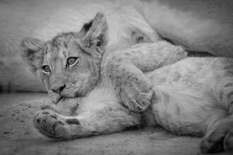 Photo art by Dennis Wehrmann: portrait of a lion cub with a gentle expression.