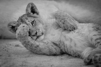 Portrait of a lioness cub gazing into the camera, soft colors and calm mood.