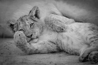 Portrait of a lion cub with soft colors and a curious expression.