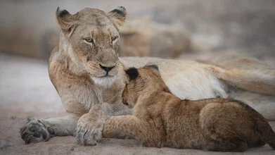 Portrait of a lioness with her cub, relaxed and gentle, in the African savannah.