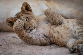 Portrait of a lioness cub in soft colors, radiating curiosity and innocence.