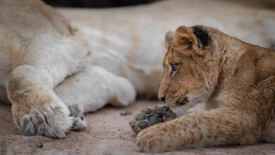 Wall art by Dennis Wehrmann: playful lion cub in the African savannah
