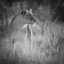 Portrait of a lioness in soft tones, radiating calmness and strength.