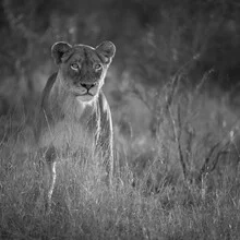 Portrait of a lioness in soft colors, radiating calmness and grace.