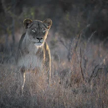 Photo art of a lioness gently lying in the sun, featuring warm colors and a calm expression.