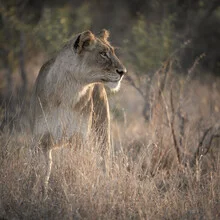 Close-up of a lioness relaxing in the African savanna.