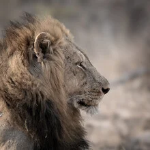 Photo art by Dennis Wehrmann: lion portrait in a natural setting