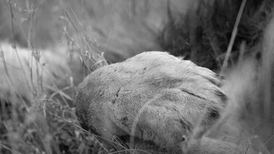 Photo art by Dennis Wehrmann: lion paw resting on soft sandy ground