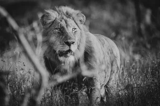 Photo art: majestic lion in natural surroundings, calm and alert.