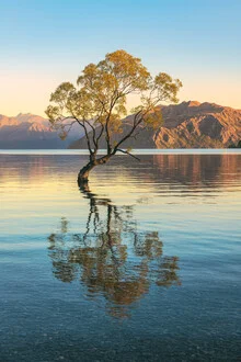 Fotokunst von Jean Claude Castor: Wanaka Tree im sanften Morgenlicht am See.