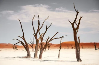 Photo by Norbert Gräf: weathered camel thorn trees in the dry sea of sand