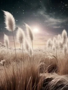 Photo art by Melanie Viola: delicate pampas grass against a starry sky