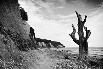 Manuela Deigert, Der Baum an der Kreideküste Rügen