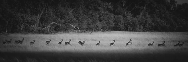 Photo art by Dennis Wehrmann: Impala herd in Okavango Delta, serene safari scene.