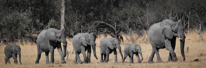 Photo art by Dennis Wehrmann: elephant herd in the Okavango Delta, peaceful atmosphere.