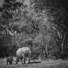 Photo art by Dennis Wehrmann: elephant mother with her baby in the Okavango Delta