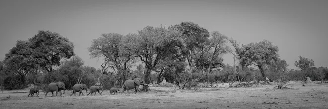 Wall art by Dennis Wehrmann: herd of elephants in the Okavango Delta at sunset