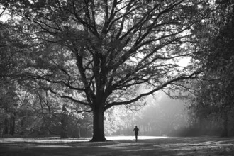 Fotokunst von Tillmann Konrad: Lichtstrahlen durch einen Baum im herbstlichen Tiergarten