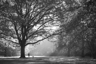 Photo art: relaxing park scene with light rays filtering through trees
