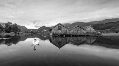 Calm image of a swan on Lake Kochel in soft colors.
