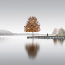Tree reflection in fog over water in Rheinsberg, Brandenburg