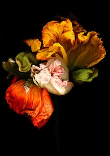 Fotografie von Ramona Reimann: sanfte Mohnblumen im Garten, fröhliche Farben und entspannte Stimmung