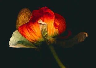 Fotokunst von Ramona Reimann: lebendige Mohnblumen in sanften Farben