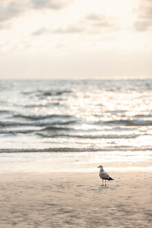 Mareike Böhmer, Birds and The Sea 8