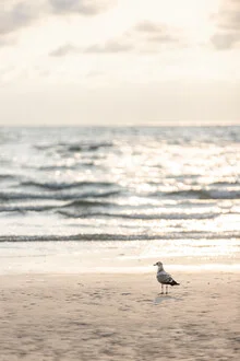 Photo art by Mareike Böhmer: seagull on the beach with gentle waves