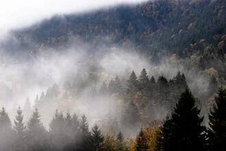 Photo art by Mareike Böhmer: foggy forest landscape in autumn
