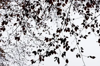 Black and white photo art: stylish silhouettes of autumn leaves and branches