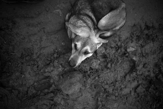 Fotokunst eines armen Hundes im Schlamm, vermittelt Traurigkeit und Mitgefühl.