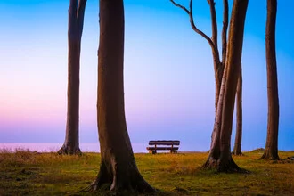Fotokunst von Martin Wasilewski: geheimnisvoller Wald bei Dämmerung