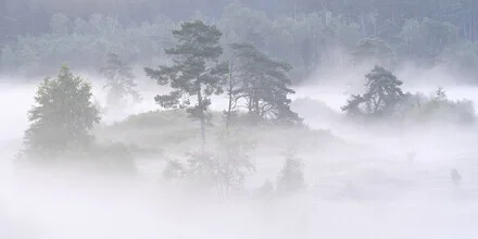 Fotokunst von Rolf Schnepp: Nebel umhüllt die Bäume im herbstlichen Wald
