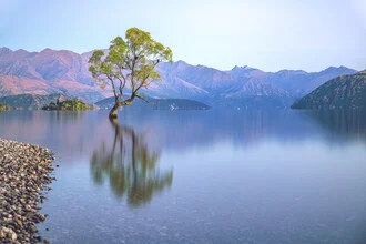 Fotografie des Wanaka-Baums in Neuseeland, umgeben von ruhigem Wasser und sanften Farben.