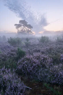 Wunderschöne Heideblüte im Morgennebel mit sanften Farben und ruhiger Stimmung.