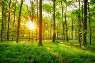 Frühlingswald mit sanften Lichtstrahlen und frischem Grün, beruhigende Naturaufnahme.
