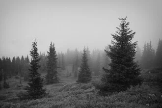 Fotokunst von Manuela Deigert: geheimnisvoller Bergnebel zwischen Bäumen