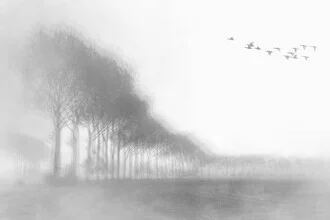 Photo art by Roswitha Schleicher-Schwarz: painterly tree impression in fog