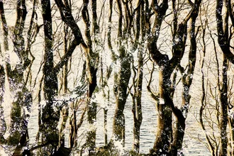 Photo art by Nadja Jacke: double exposure of forest and water
