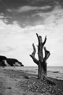 Fotokunst von Manuela Deigert: Toter Baum vor den Kreidefelsen der Ostsee