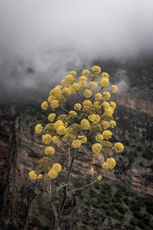 Photo art: Yellow flowers in Italian nature, gentle mood with mist.